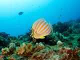  Scuba Diving in Kauai